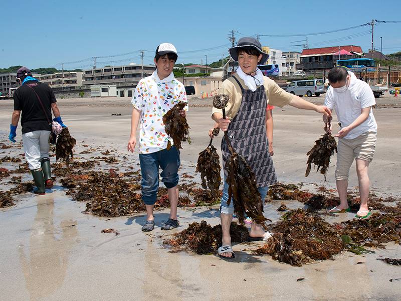荒天の翌日には多くの海藻が流れ着く。取材日前日は偶然にも雨で、たくさん浜に打ち上げられた