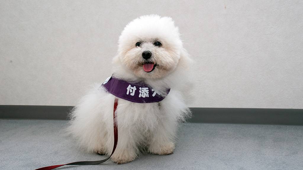 子どものために付添犬(つきそいけん)が活躍しています