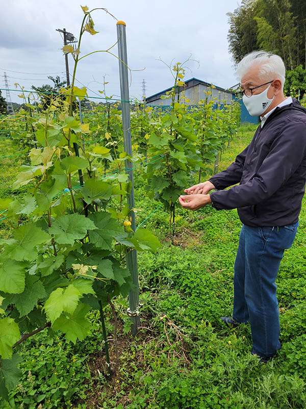 ブドウの実りが待ち遠しい ブドウの実りが待ち遠しい